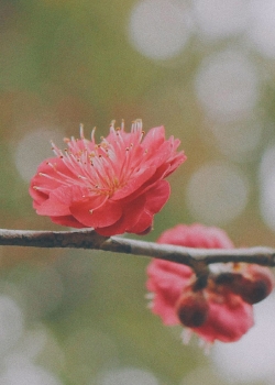 桃花手機(jī)植物壁紙