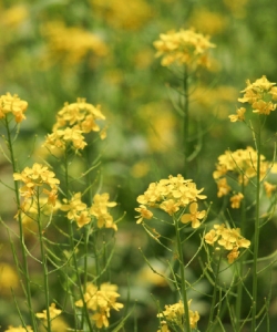 <b>油菜植物壁紙</b>