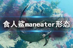 《食人鯊》Maneater形態(tài)有哪些？鯊魚形態(tài)與實戰(zhàn)演示視頻