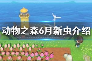 《集合啦動物森友會》北半球6月有哪些新昆蟲 北半球6月新蟲介紹