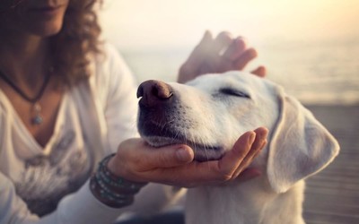 人在與寵物生活互動中發(fā)生意外